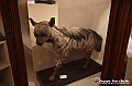 VBS_0996 - Riapre il Museo di Scienze Naturali dopo dieci anni di chiusura